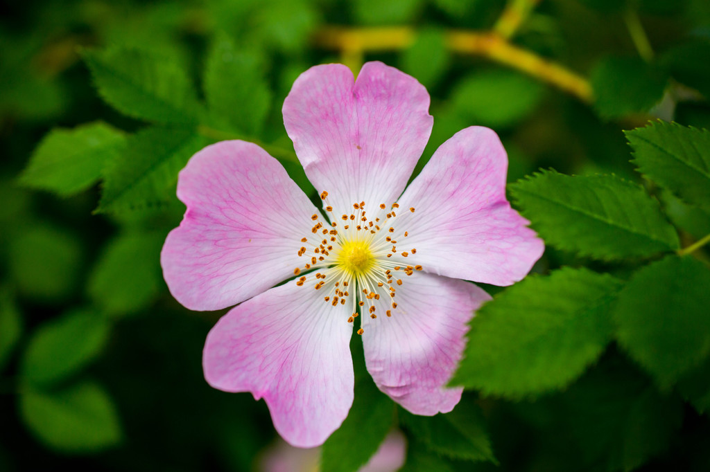 主のいなくなった庭の花⑤