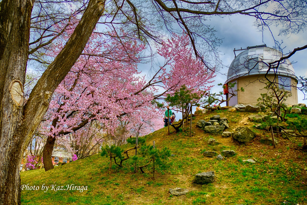 旭川市常磐公園、櫻花のある風景