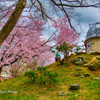 旭川市常磐公園、櫻花のある風景