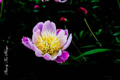 芍薬の花が咲きて