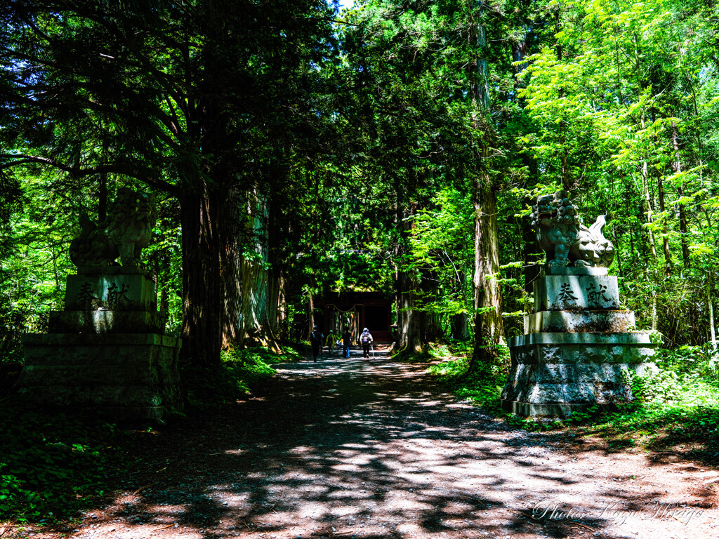 戸隠神社　奥社参道