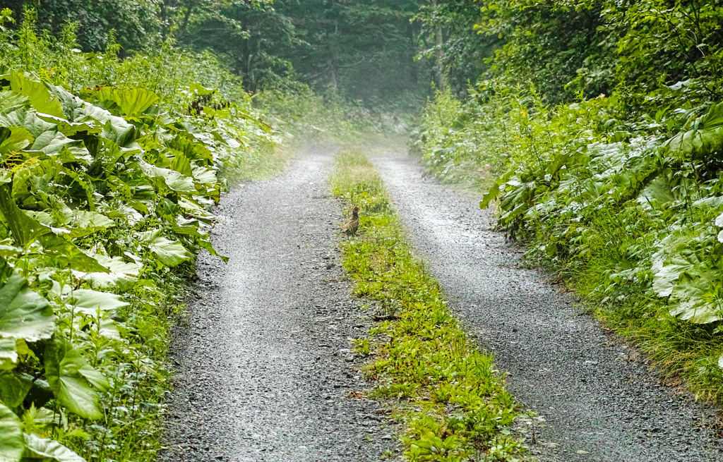 トマムの森、雷鳥に遇う