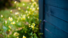 GFX with Old Lens
