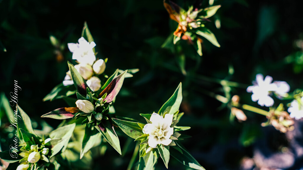 GFXでSuper-takumar 50mm