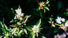 GFXでSuper-takumar 50mm