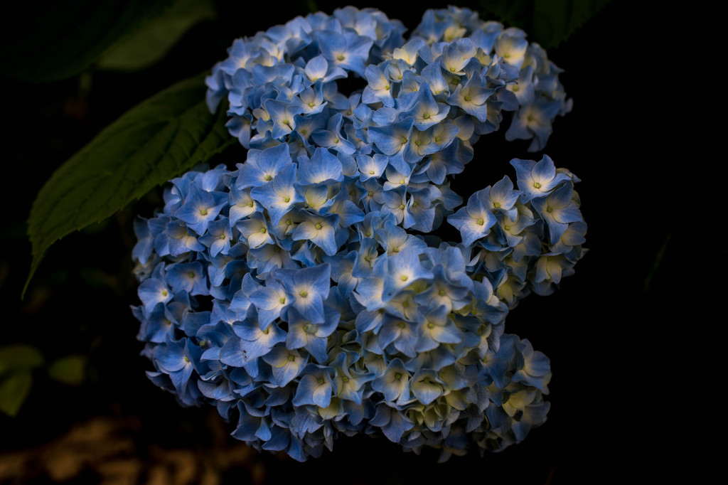 花、あじさひ