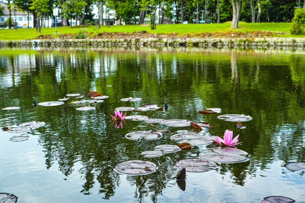 午後の公園にて-5