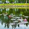 午後の公園にて-5