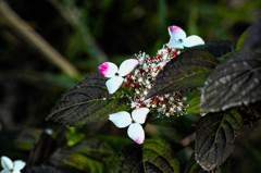 午後の公園にて、紫陽花