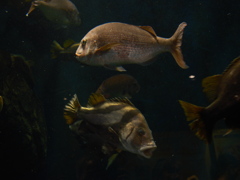 鶴岡市立加茂水族館