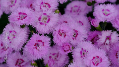 散歩花撮