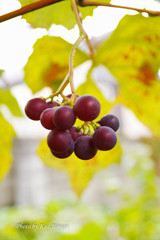 Scenery of autumn