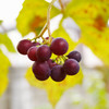 Scenery of autumn