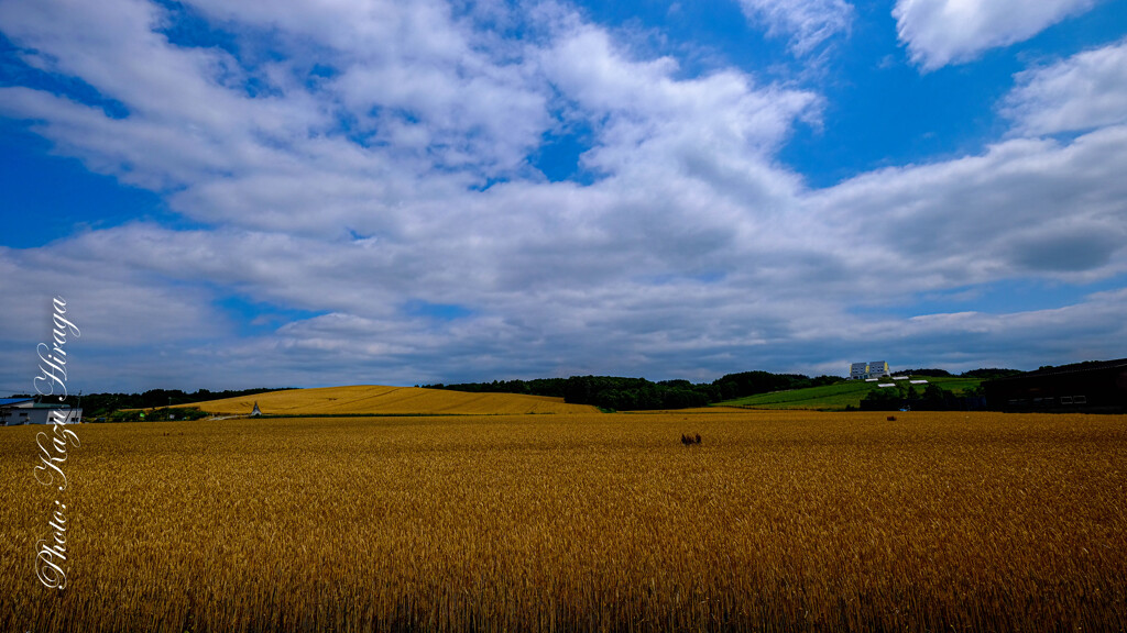 Champ de blé