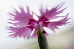 主のいなくなった庭の花②