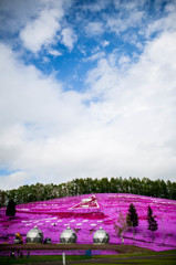 東藻琴、芝桜