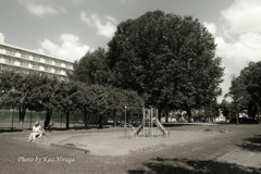 真夏の公園