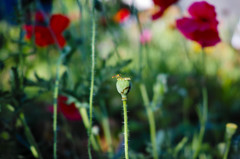 朝6時の花-3