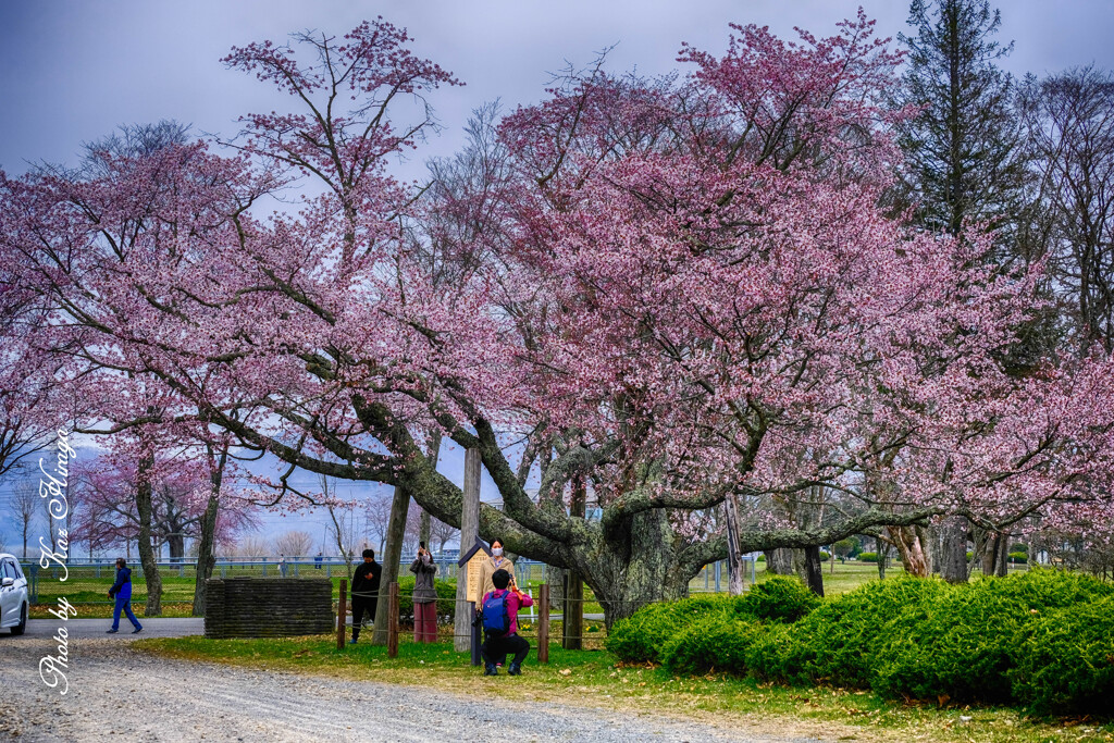 百年桜