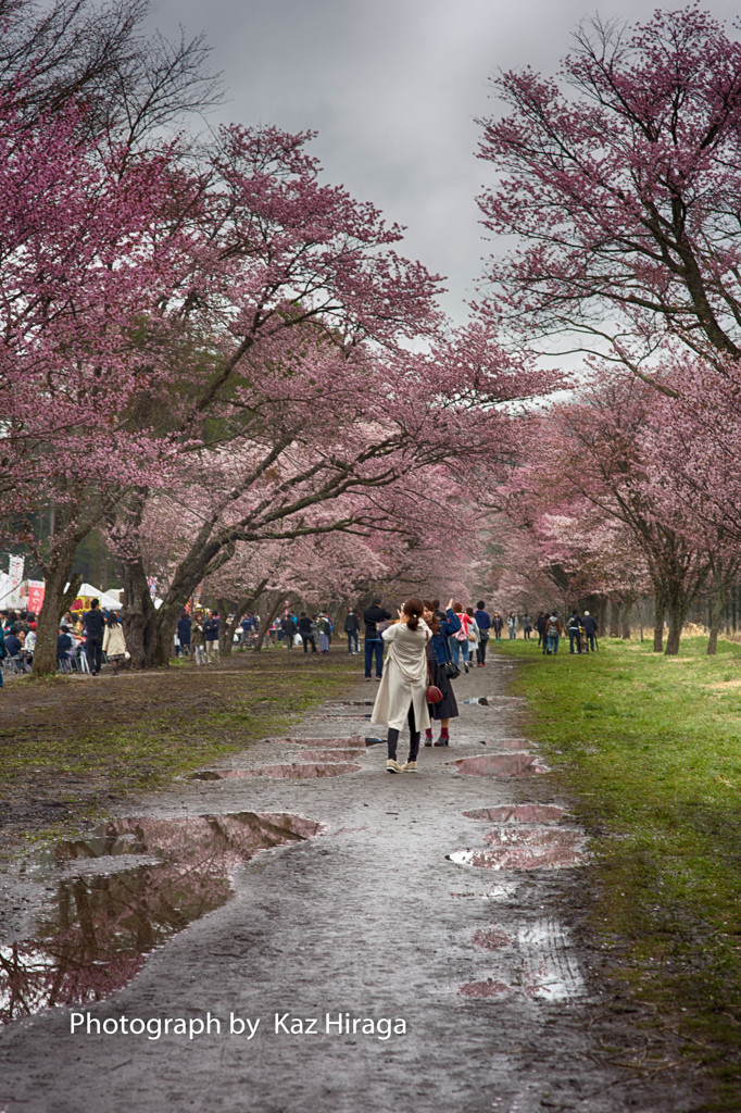 新ひだか町、静内二十間道路桜並木　3