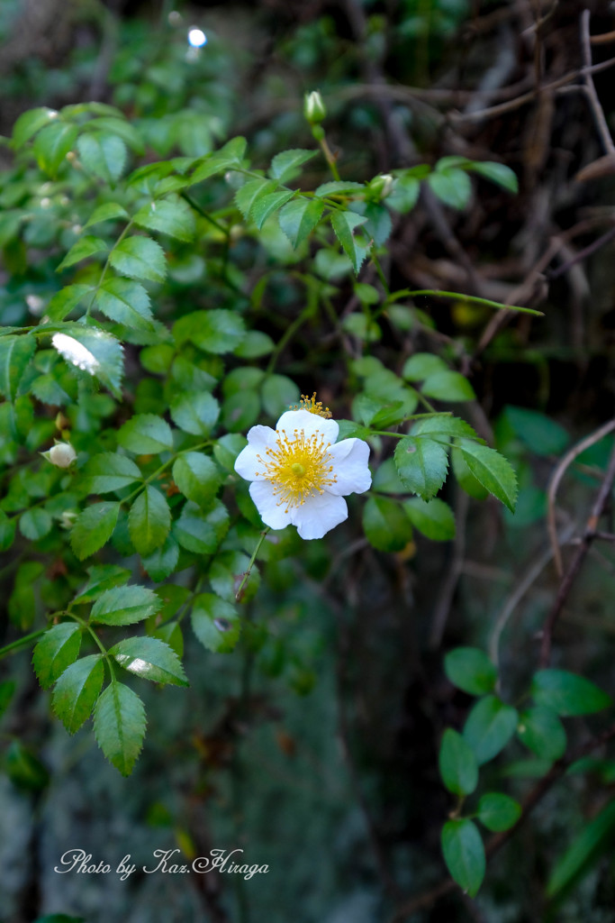 無人島にも花は咲きます