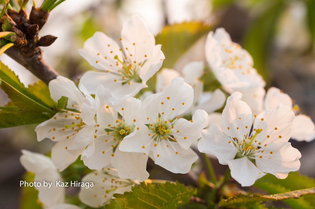 我家の桜、サクランボ（栃錦）の花