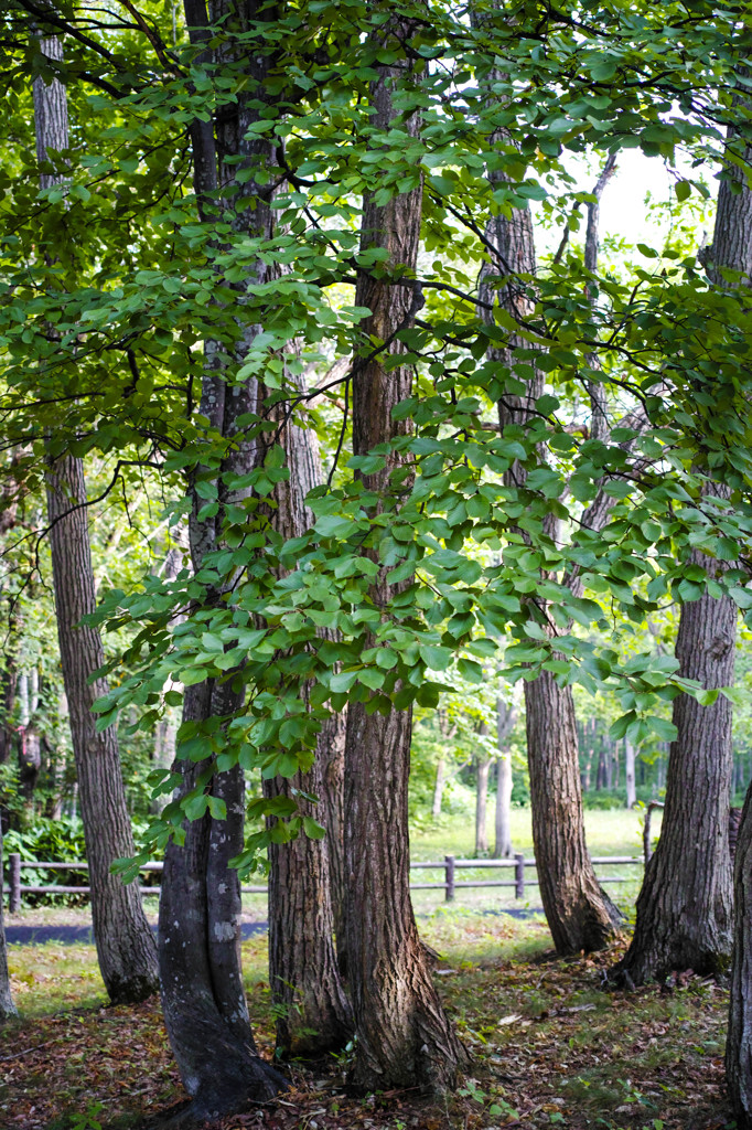 公園にて