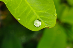 葉っぱに水滴が