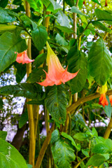 At a San Francisco Botanical Garden