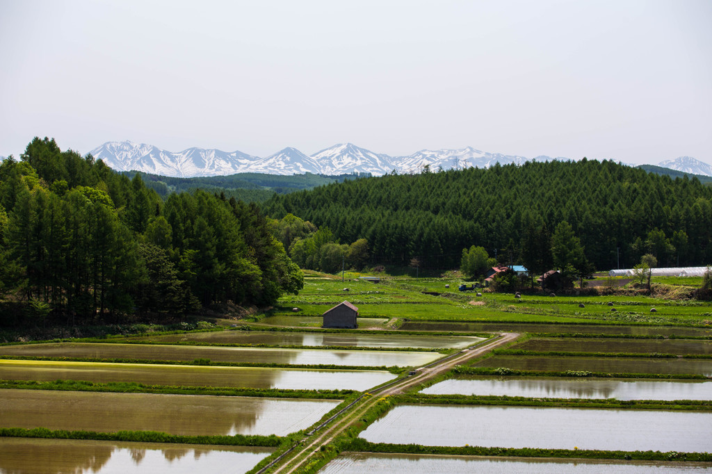 大雪と水田