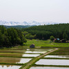 大雪と水田