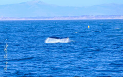 Blue whale watching