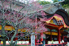 大宰府天満宮　皇后の梅