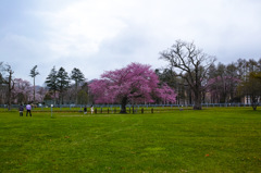 長寿桜