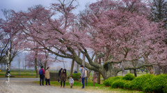 百年桜の下で