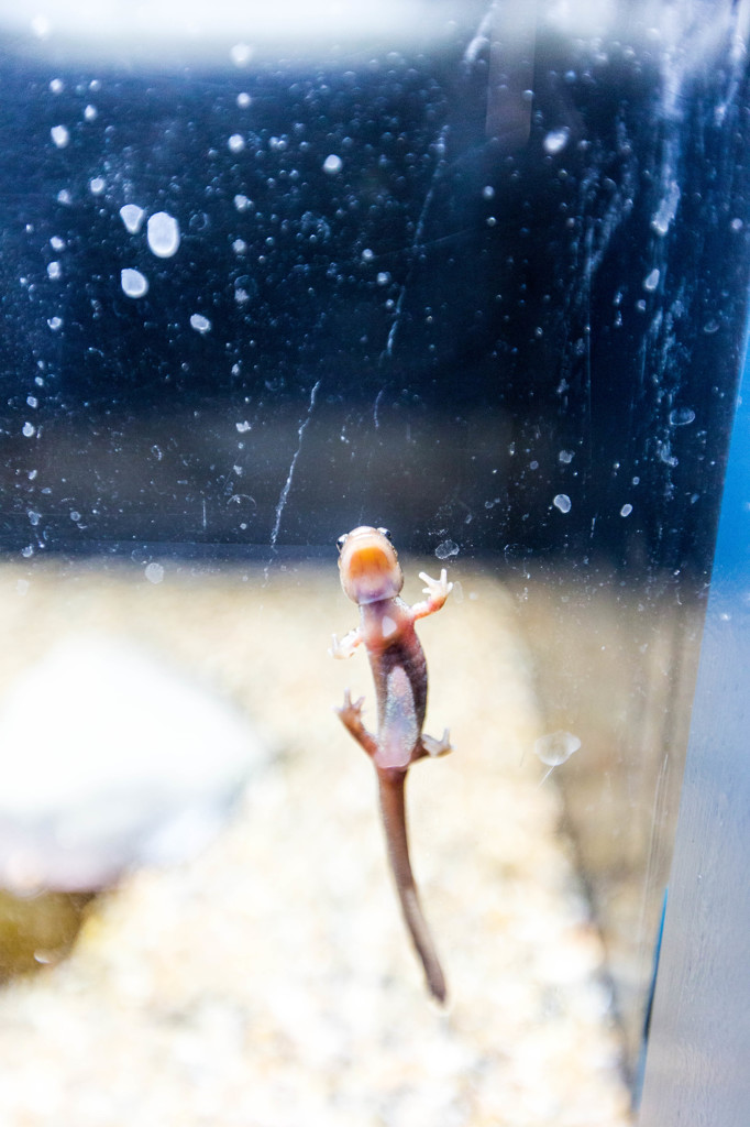 山の水族館、蝦夷サンショウウオ