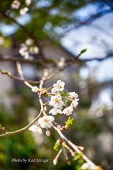 道北にも春です