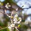 道北にも春です