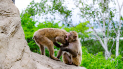 旭山動物園