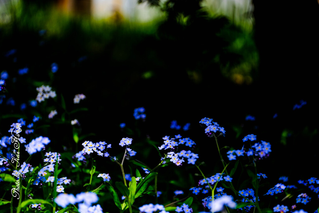 Les petites fleurs