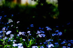Les petites fleurs