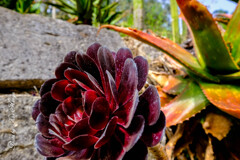 At a San Francisco Botanical Garden