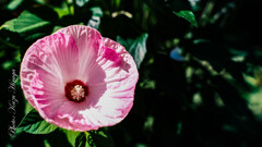 GFXでSuper-takumar 55mm