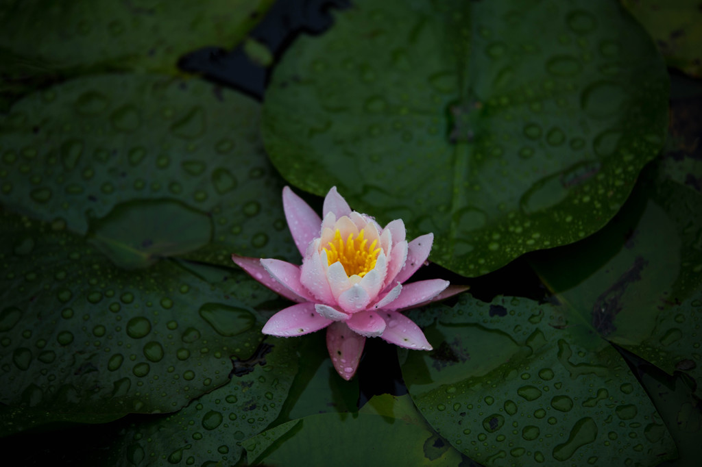 雨に咲く睡蓮