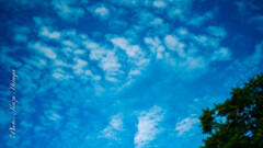 夏の朝の一ページ