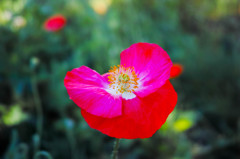朝6時の花-4