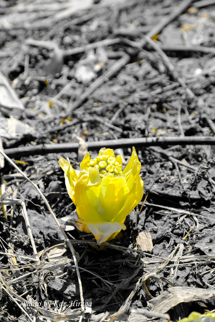蕗の薹の黄
