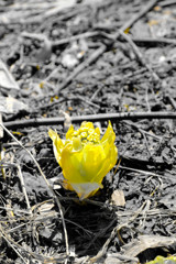 蕗の薹の黄
