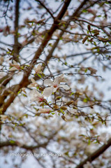 博多での街路樹、木蓮の花