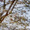 博多での街路樹、木蓮の花